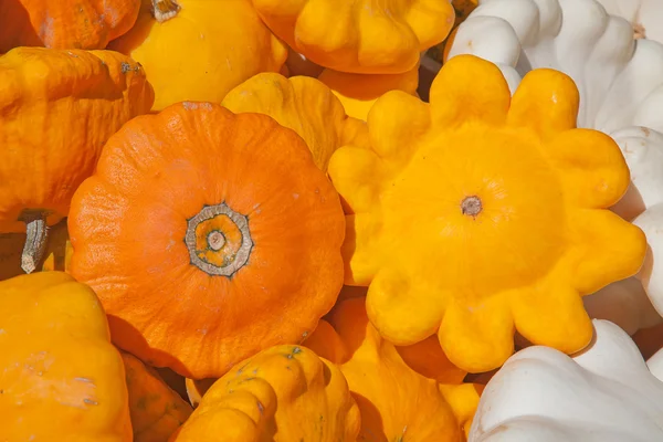 Collezione di zucche colorate — Foto Stock