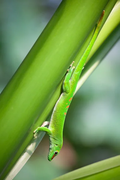 Groene gecko — Stockfoto