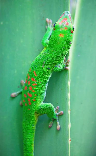 Gecko verde — Foto de Stock