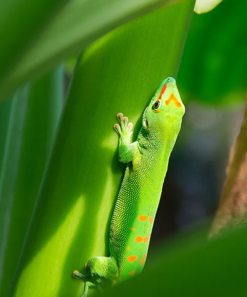 Green gecko — Stockfoto