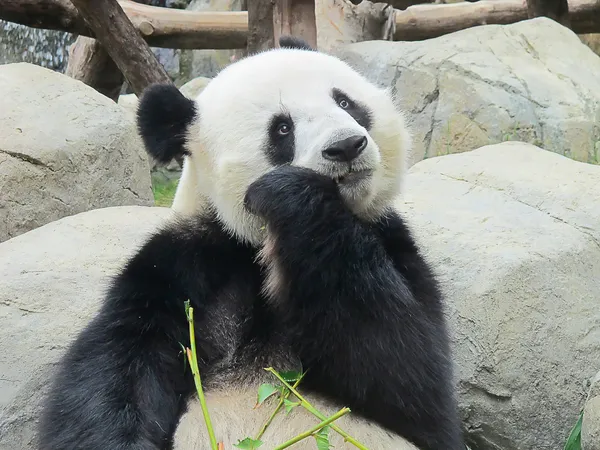 Niedźwiedź panda — Zdjęcie stockowe