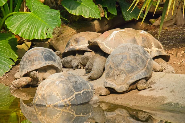 Tartarugas gigantes das Galápagos Imagens De Bancos De Imagens Sem Royalties