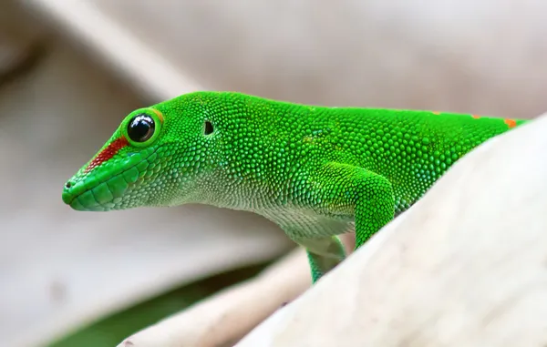 Gecko verde Fotos De Bancos De Imagens