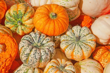 Renkli balkabakları