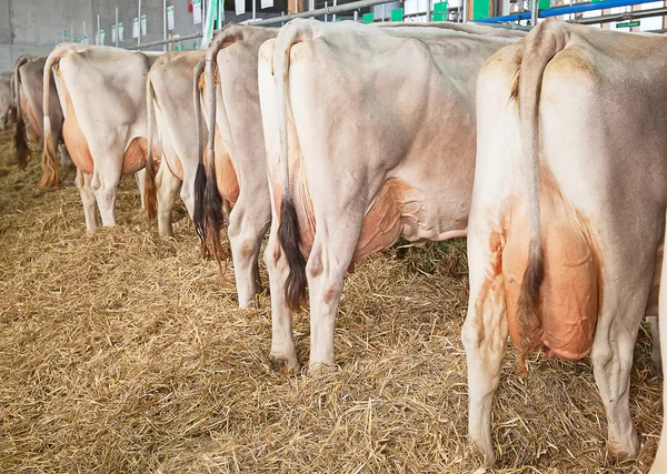 Granja de vaca suiza — Foto de Stock
