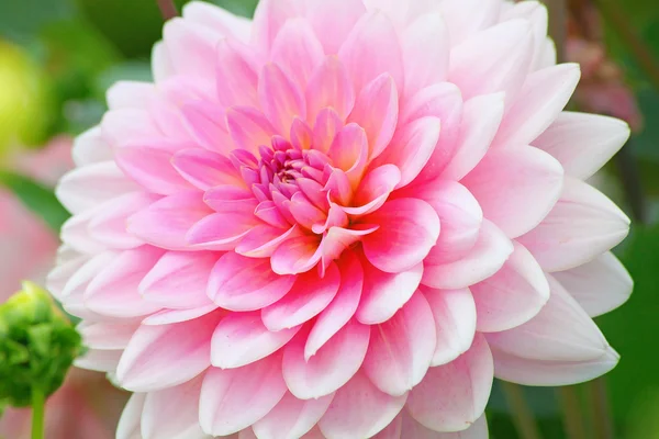 Dahlia blomma — Stockfoto