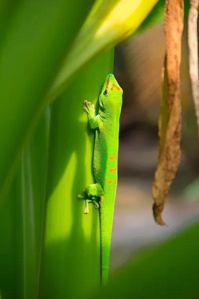 Groene gecko — Stockfoto