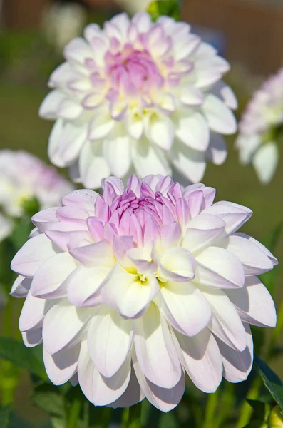 Dahlia blomma — Stockfoto