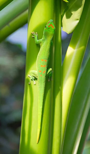 Zelená gecko — Stock fotografie