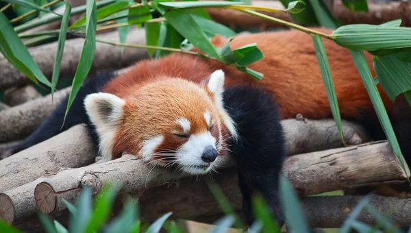 Panda vermelho (firefox ) — Fotografia de Stock