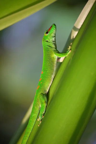 Gecko verde —  Fotos de Stock