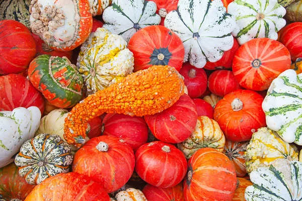 Colorful pumpkins — Stock Photo, Image