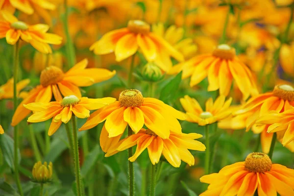 Jeżówki (rudbeckia) — Zdjęcie stockowe