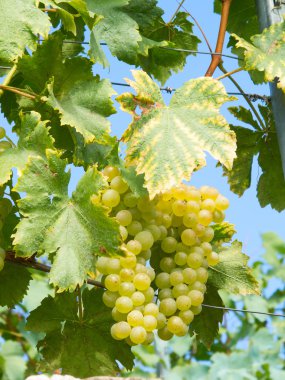 Lavaux bölgesi