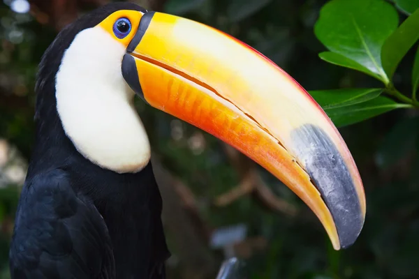 Toucan — Fotografie, imagine de stoc