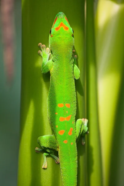 Zelená gecko — Stock fotografie