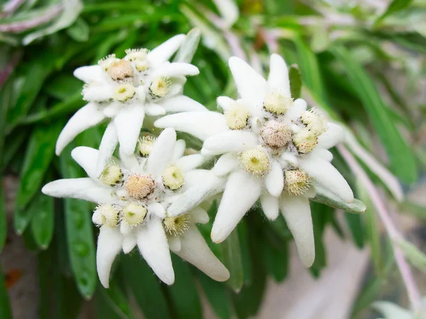 Edelweiss.