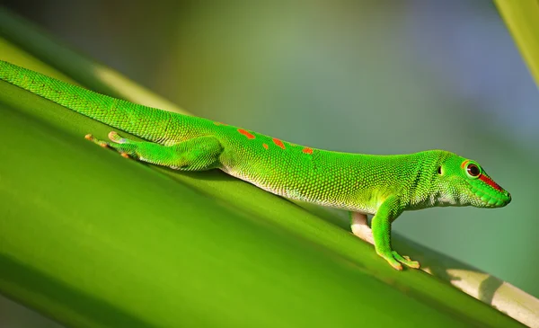 Zelená gecko — Stock fotografie