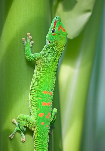 Groene gecko — Stockfoto