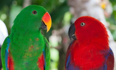 Pair of lori parrots clipart