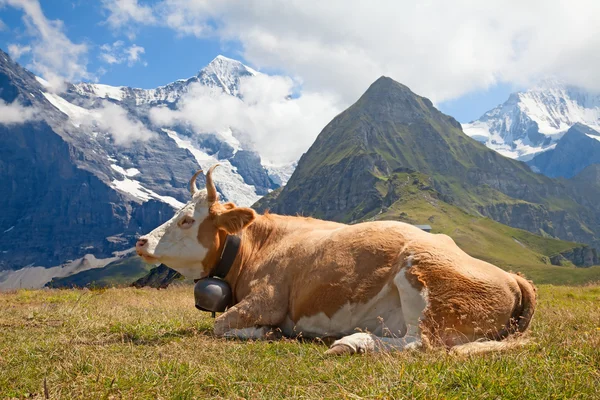 İsviçre ineği — Stok fotoğraf
