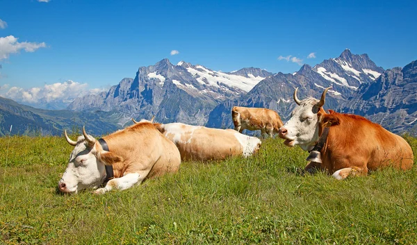 Vacca svizzera — Foto Stock