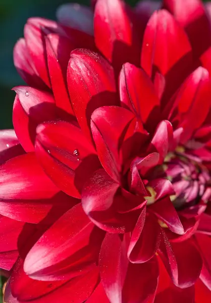 달리아 꽃 — 스톡 사진
