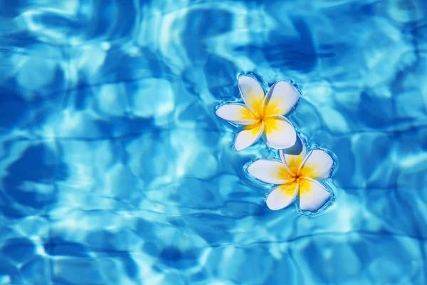 Tropiska frangipani blomma i vatten — Stockfoto