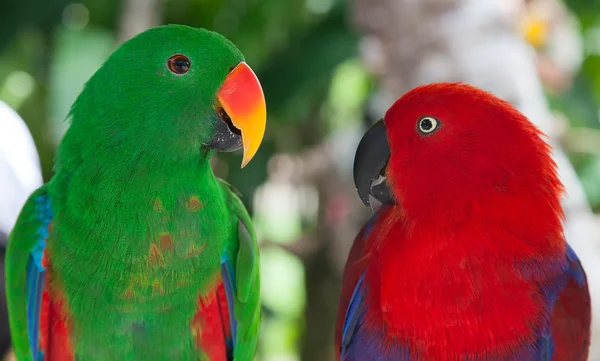 Pair of lori parrots — Stock Photo, Image