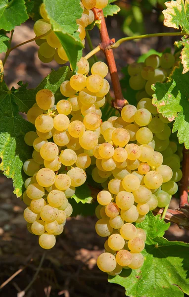 Yellow grapes — Stock Photo, Image