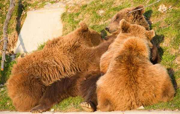 Brown bear and cubs — Stock Photo, Image