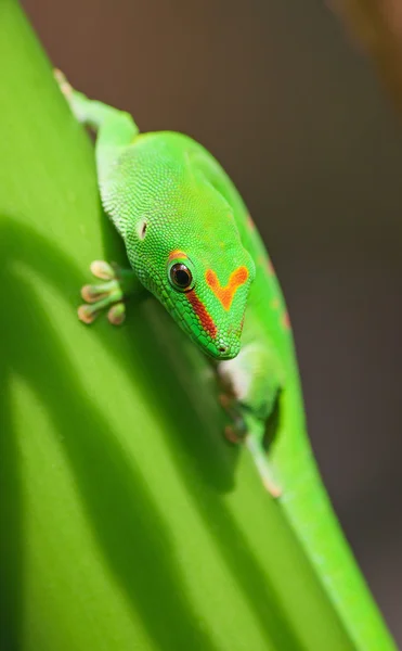 Gecko verde — Foto de Stock