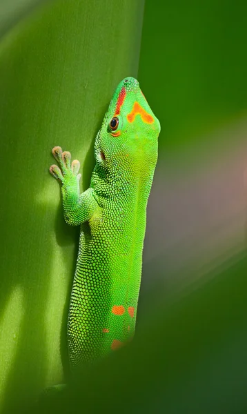 緑色のヤモリ — ストック写真