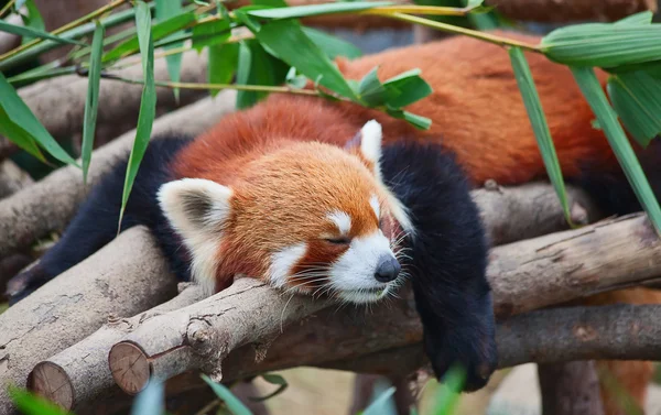 Roter Panda (Feuerfuchs)) — Stockfoto