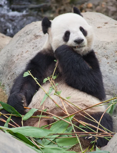 熊猫熊 — 图库照片