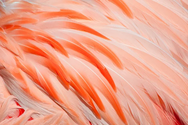 Flamingo fjädrar — Stockfoto