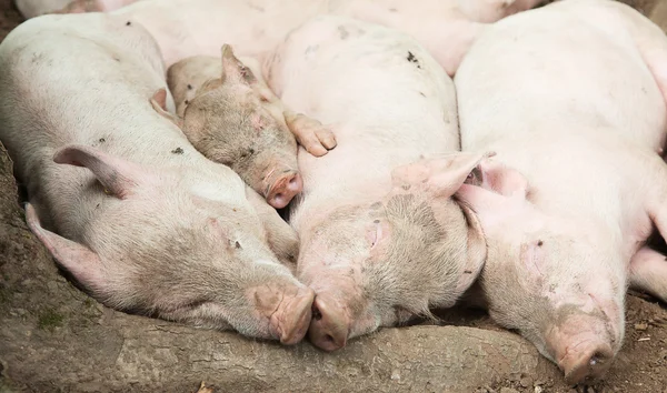 Swine family — Stock Photo, Image