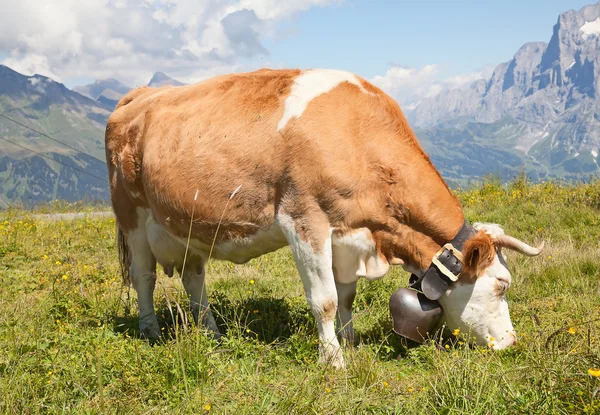 Vaca suíça — Fotografia de Stock