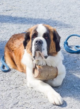 St. bernard köpeği