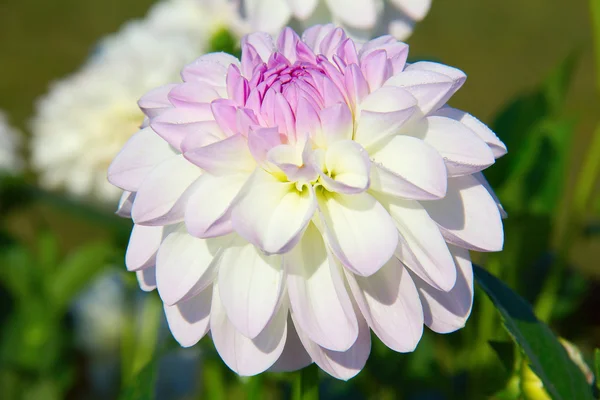 Dahlia blomma — Stockfoto