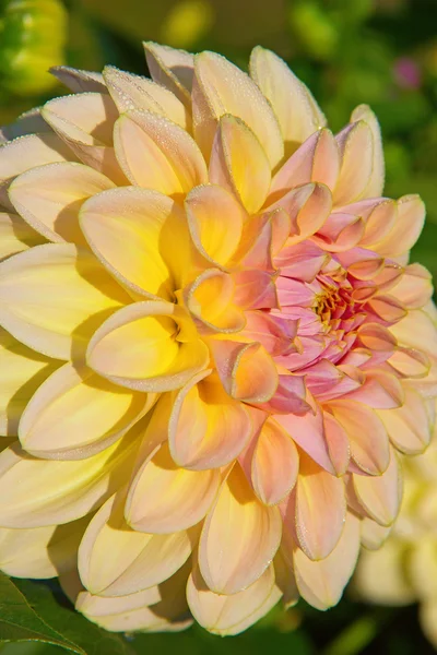 Dahlia blomma — Stockfoto