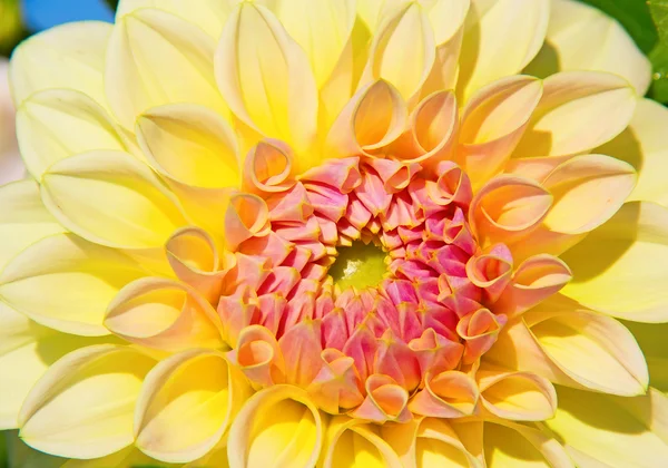 Dahlia-blomst – stockfoto