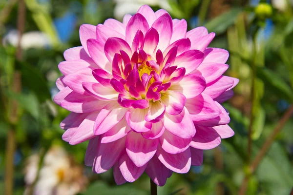 Dahlienblüte — Stockfoto