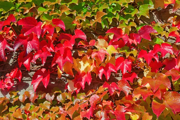 Ivy leaves — Stock Photo, Image