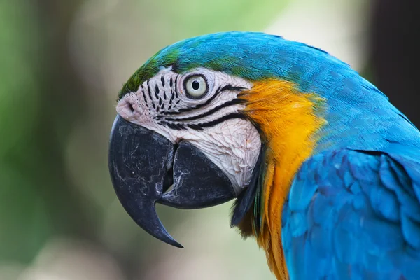 Guacamayo azul y amarillo (Ara arararauna ) — Foto de Stock