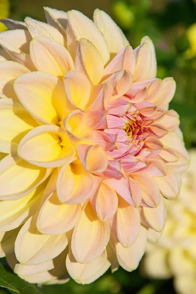 Dahlia blomma — Stockfoto