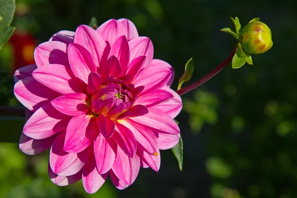 Dahlia blomma — Stockfoto