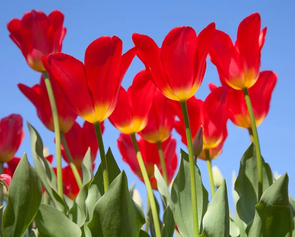 Tulipány — Stock fotografie