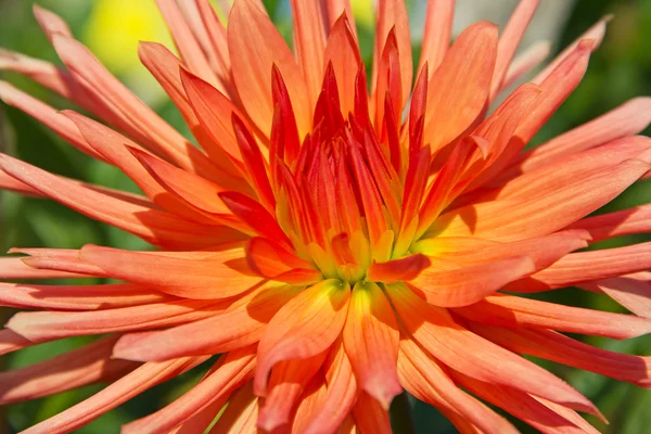 Dahlia blomma — Stockfoto