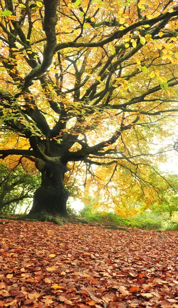 Velký starý strom — Stock fotografie